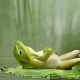 Just a Frog Floating on a Lily Pad