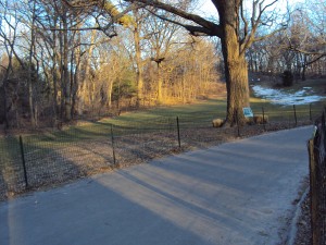 Central Park