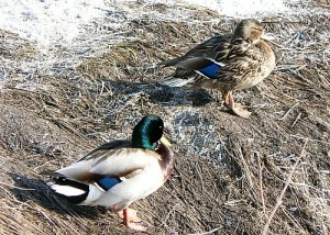 duck-couple-resting-on-waterside